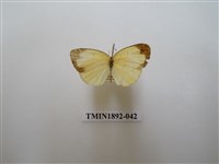 藏品(黃蝶)的圖片